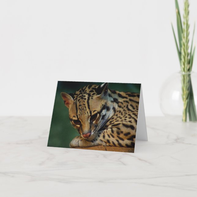 Tarjeta Ocelot notecard (Anverso)
