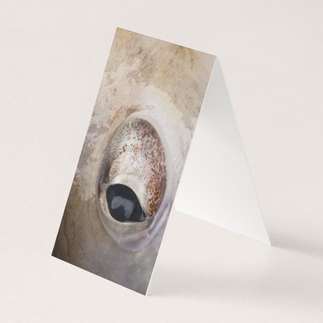 Tarjeta Octopus Eye (Reverso)