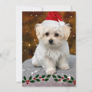 Tarjeta Ofia maltesa a los Navidades