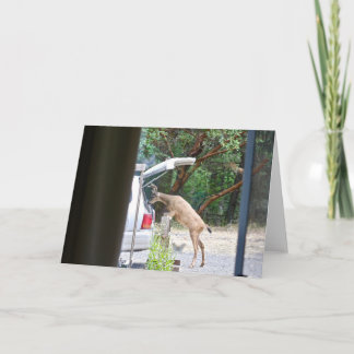 Tarjeta ¡Oh ciervo!