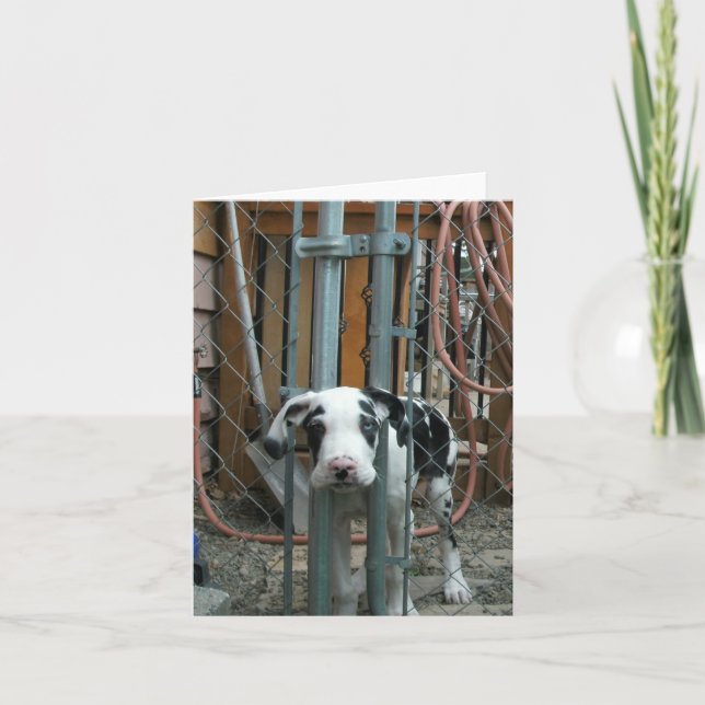 Tarjeta "¡Oh efectivo!" Gran Dane Puppy (Anverso)