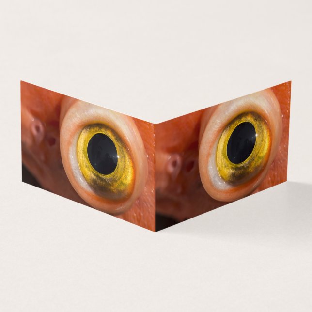 Tarjeta Ojo de pez rocoso (Exterior)