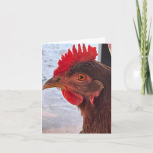 Tarjeta Ojo Ve Tú Cabeza de Pollo Primer Plano En Blanco D