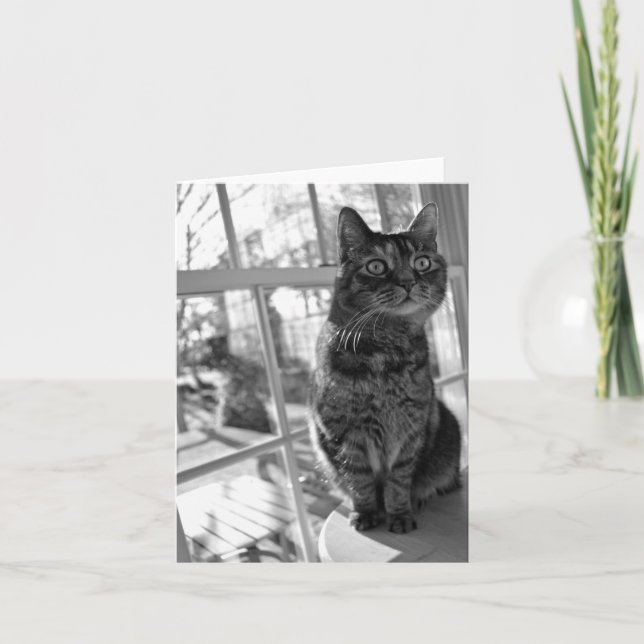 Tarjeta Ojos brillantes Notecard del gatito bonito (Anverso)