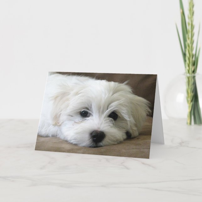 Tarjeta Ojos de cachorro (Anverso)