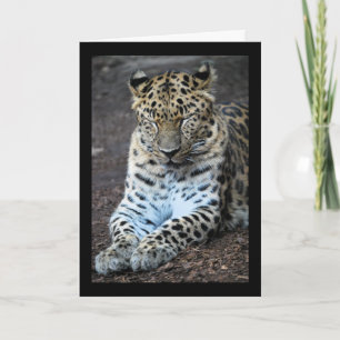 Tarjeta Ojos de leopardo cerrados