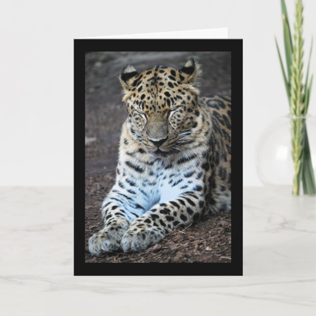 Tarjeta Ojos de leopardo cerrados (Anverso)