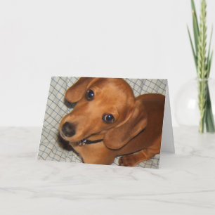 Tarjeta Ojos del perrito del mascota del Dachshund
