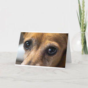 Tarjeta Ojos del perro