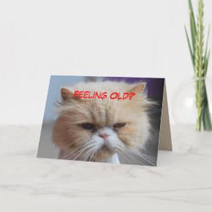 Tarjeta Olvídate de ello Humor de Gato Persa