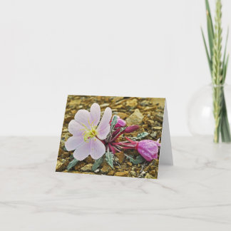 Tarjeta Onagra del desierto Notecard