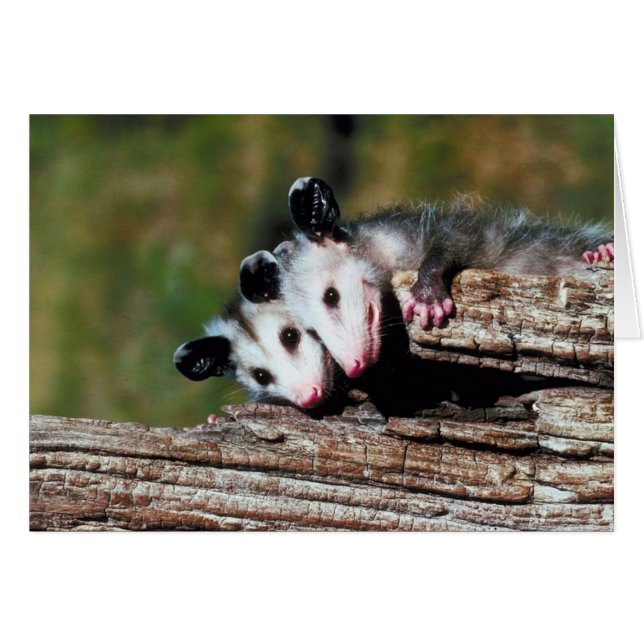 Tarjeta Opossum (Anverso (Horizontal))