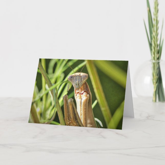 Tarjeta Orando a los mantis (Anverso)