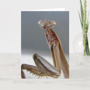 Tarjeta Orando el insecto de Mantis