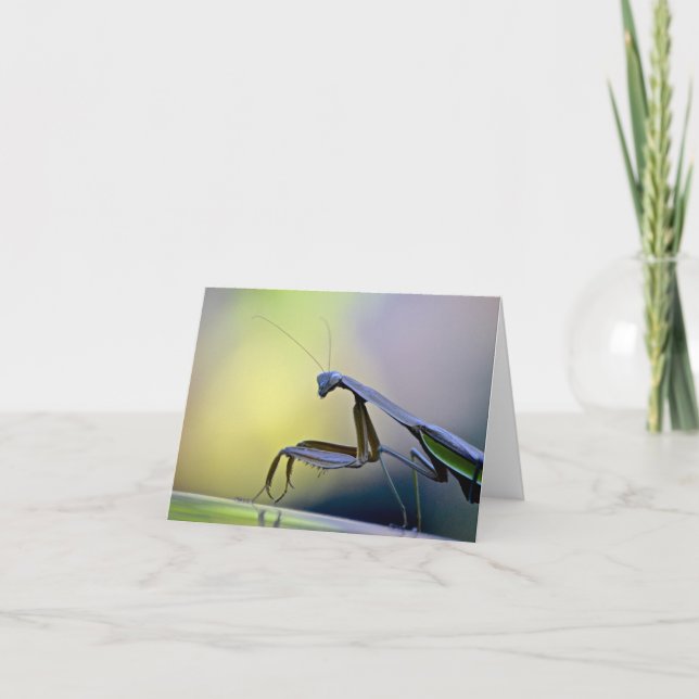 Tarjeta Orando Mantis Notecard (Anverso)