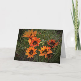 Tarjeta Orange and Black Gazanias Blank Greeting Card