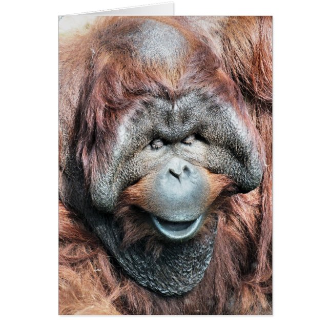 Tarjeta ORANGUTAN (Frente)