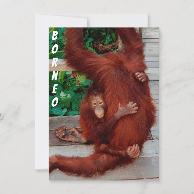 Tarjeta orangután de Borneo (Anverso)