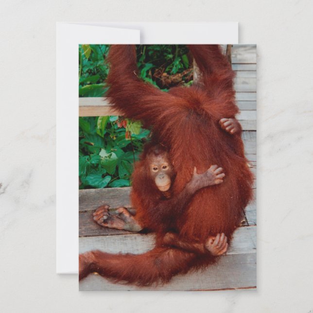 Tarjeta orangután de Borneo (Anverso)