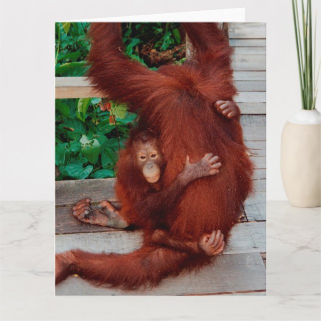 Tarjeta Orangutanes (Anverso)