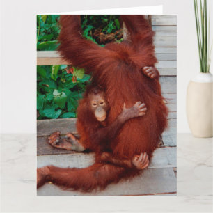 Tarjeta Orangutanes