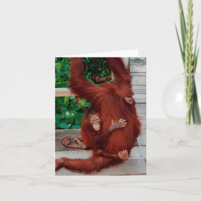 Tarjeta Orangutanes (Anverso)