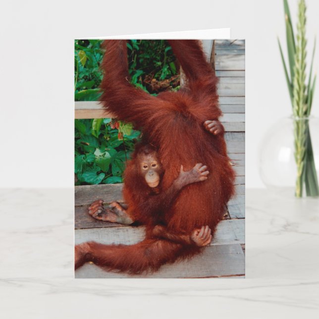 Tarjeta Orangutanes (Anverso)