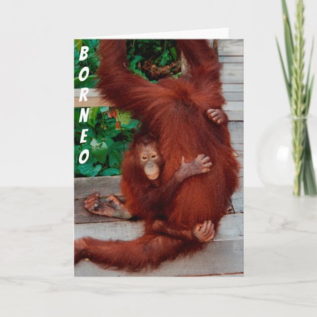 Tarjeta Orangutanes de Borneo (Anverso)