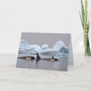 Tarjeta orcas (orcas), orca del Orcinus, vaina