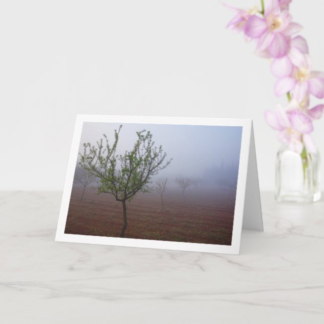 Tarjeta Orchard de árbol de almendros en la mañana de nieb (Orquídea)