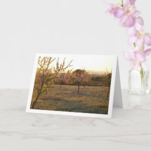 Tarjeta Orchard de árbol de almendros en primavera