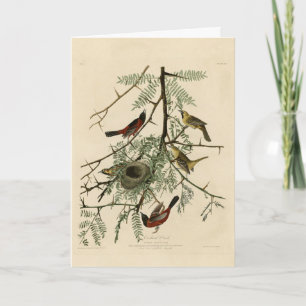 Tarjeta Orchard Oriole de los pájaros de América de Audubo
