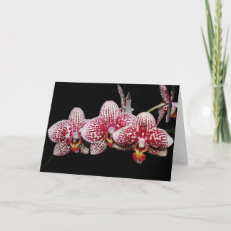 Tarjeta Orchid Lovers' Choice