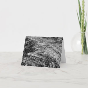 Tarjeta Orejas de cebada maduras (Hordeum vulgare)