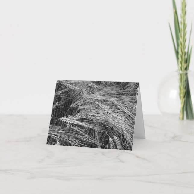 Tarjeta Orejas de cebada maduras (Hordeum vulgare) (Anverso)