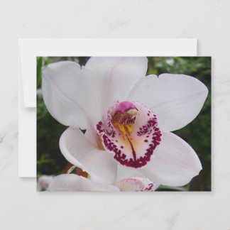 Tarjeta Orquídea Blanca I Hermosa Flor Tropical