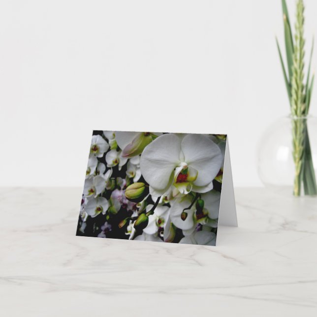 Tarjeta Orquídea blanca Notecard del Phalaenopsis (Anverso)