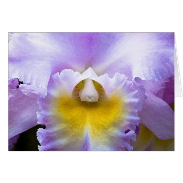 Tarjeta Orquídea Cattleya (Anverso (Horizontal))
