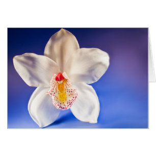 Tarjeta Orquídea Cualquier Día
