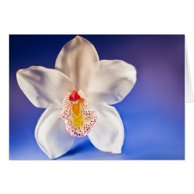 Tarjeta Orquídea Cualquier Día (Anverso (Horizontal))