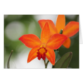 Tarjeta Orquídea Naranja Tropical