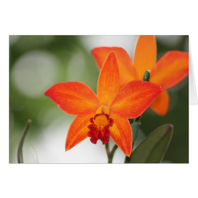 Tarjeta Orquídea Naranja Tropical (Anverso (Horizontal))