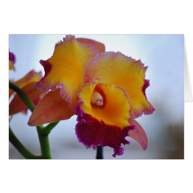 Tarjeta Orquídea naranja y Violet Cattleya (Anverso (Horizontal))