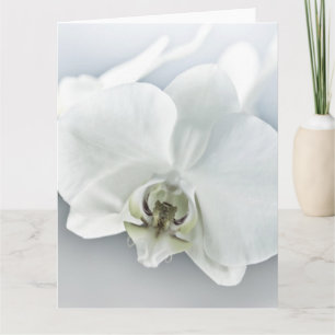 Tarjeta Orquídea Phalaenopsis Blanca