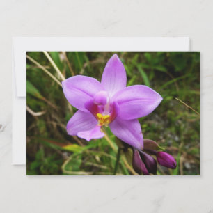 Tarjeta Orquídea Silvestre Flor Tropical Púrpura