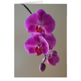 Tarjeta Orquídea Violeta Phalaenopsis
