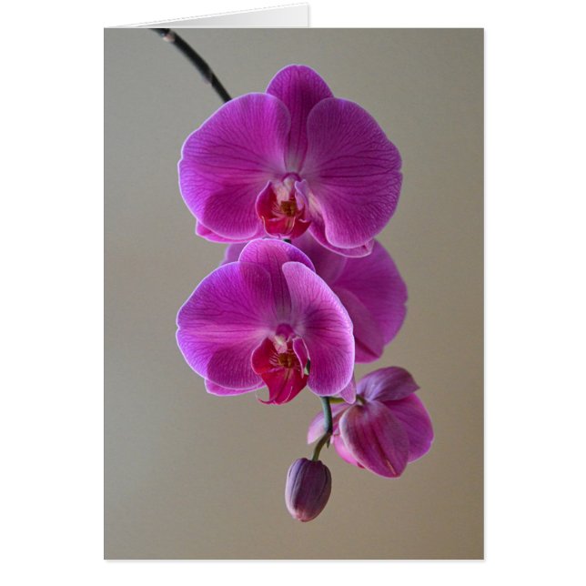 Tarjeta Orquídea Violeta Phalaenopsis (Frente)