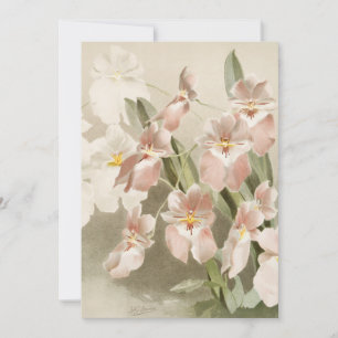 Tarjeta Orquídeas Blancas Flores Vintage Ilustracion Viejo