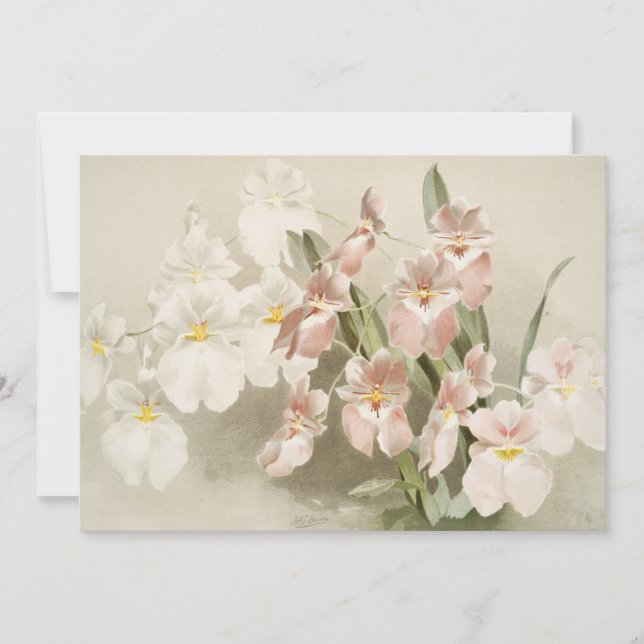 Tarjeta Orquídeas Flores Vintage Ilustracion antiguo (Anverso)