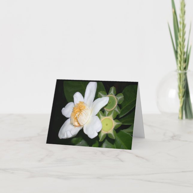 Tarjeta OSA: Gustavia brachycarpa (Anverso)